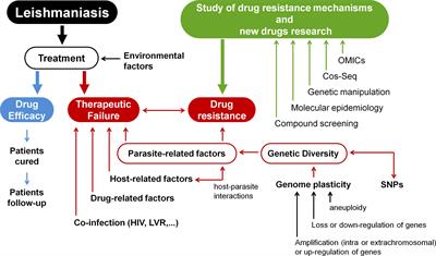 Impact of Genetic Diversity and Genome Plasticity of Leishmania spp. in Treatment and the Search for Novel Chemotherapeutic Targets